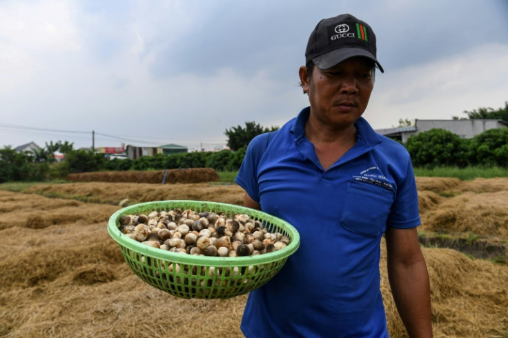 A farmer holds a basket of straw mushrooms in Can Tho