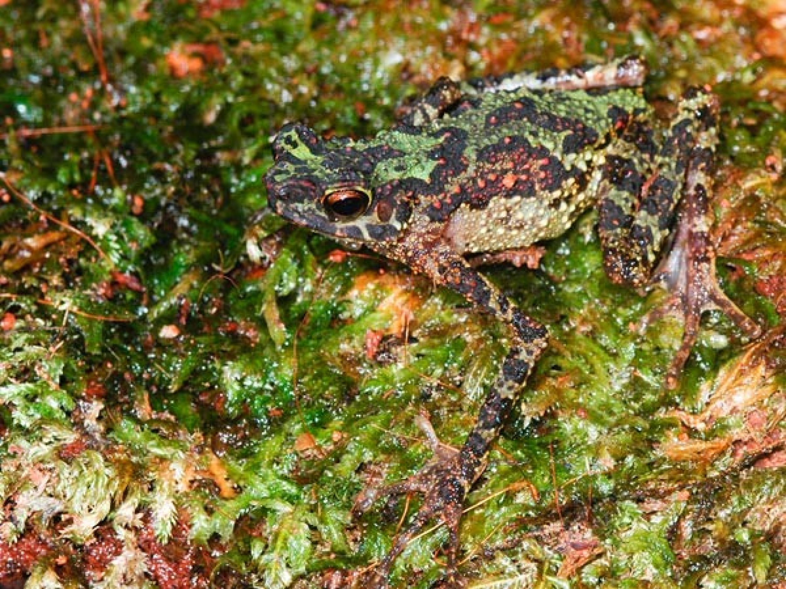 Rainbow Toad Photographed - Conservation International