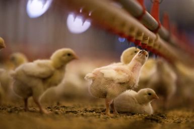 Nine-day-old chicks drink water at a Foster Farms ranch near Turlock