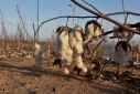 El Nino seen boosting U.S. cotton output after worst drought in years