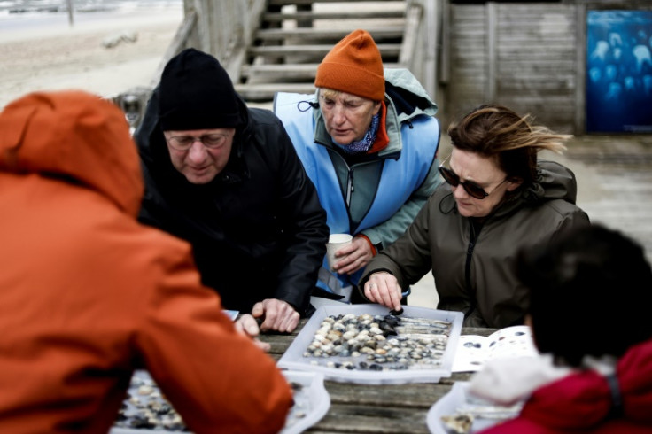 The volunteers were sorting the various sea shells as part of a scientific survey