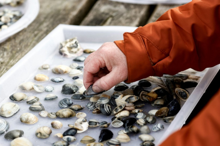 In total, around 38,000 shells were brought in, roughly as many as in last year's event