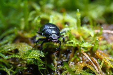 Beetle, Moss, Insect, forest floor, earth