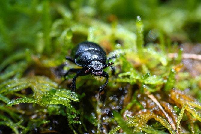 Beetle, Moss, Insect, forest floor, earth