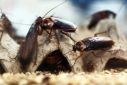 Some cockroaches have developed an aversion to glucose, which may save them deadly traps but has also put a damper on their sex life
