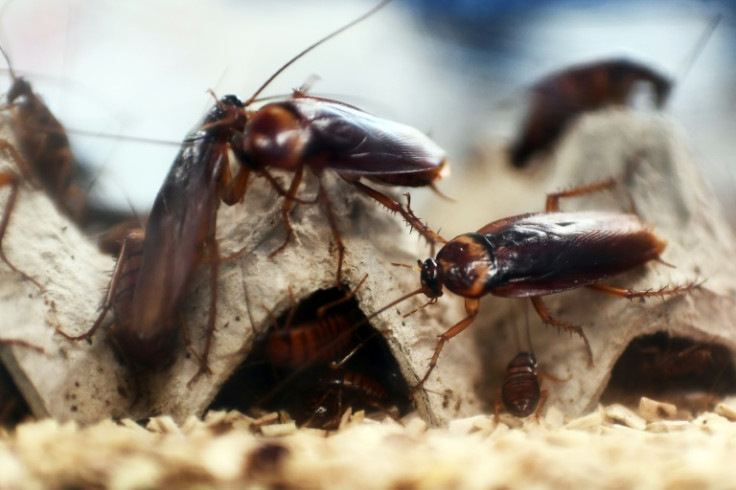 Some cockroaches have developed an aversion to glucose, which may save them deadly traps but has also put a damper on their sex life