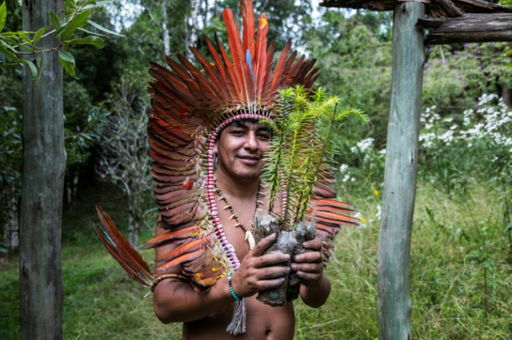 Xokleng Indigenous activist Carl Gakran is helping lead the fight to save the critically endangered Brazilian pine tree