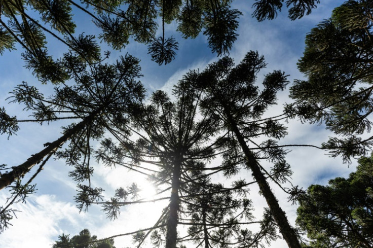 Considered sacred by the Xokleng, the tree lives to be about 400 years old on average