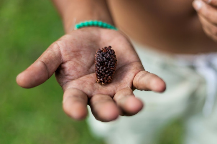 The tree's pine nut-like seed is a staple food for the Xokleng