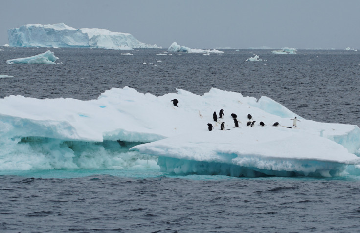 Scientists investigate impact of climate change on penguin colonies in Antarctica