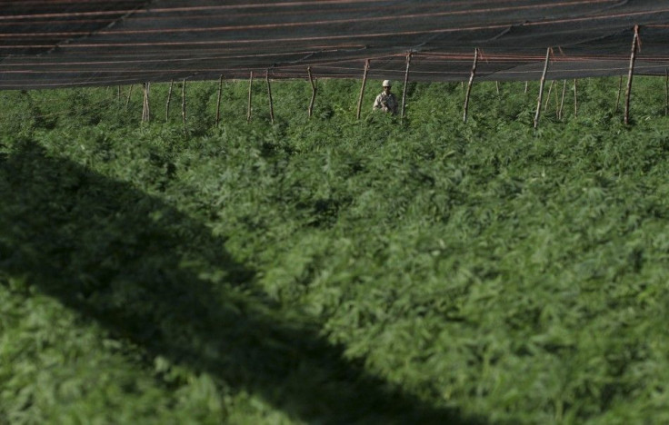 Biggest Marijuana plant