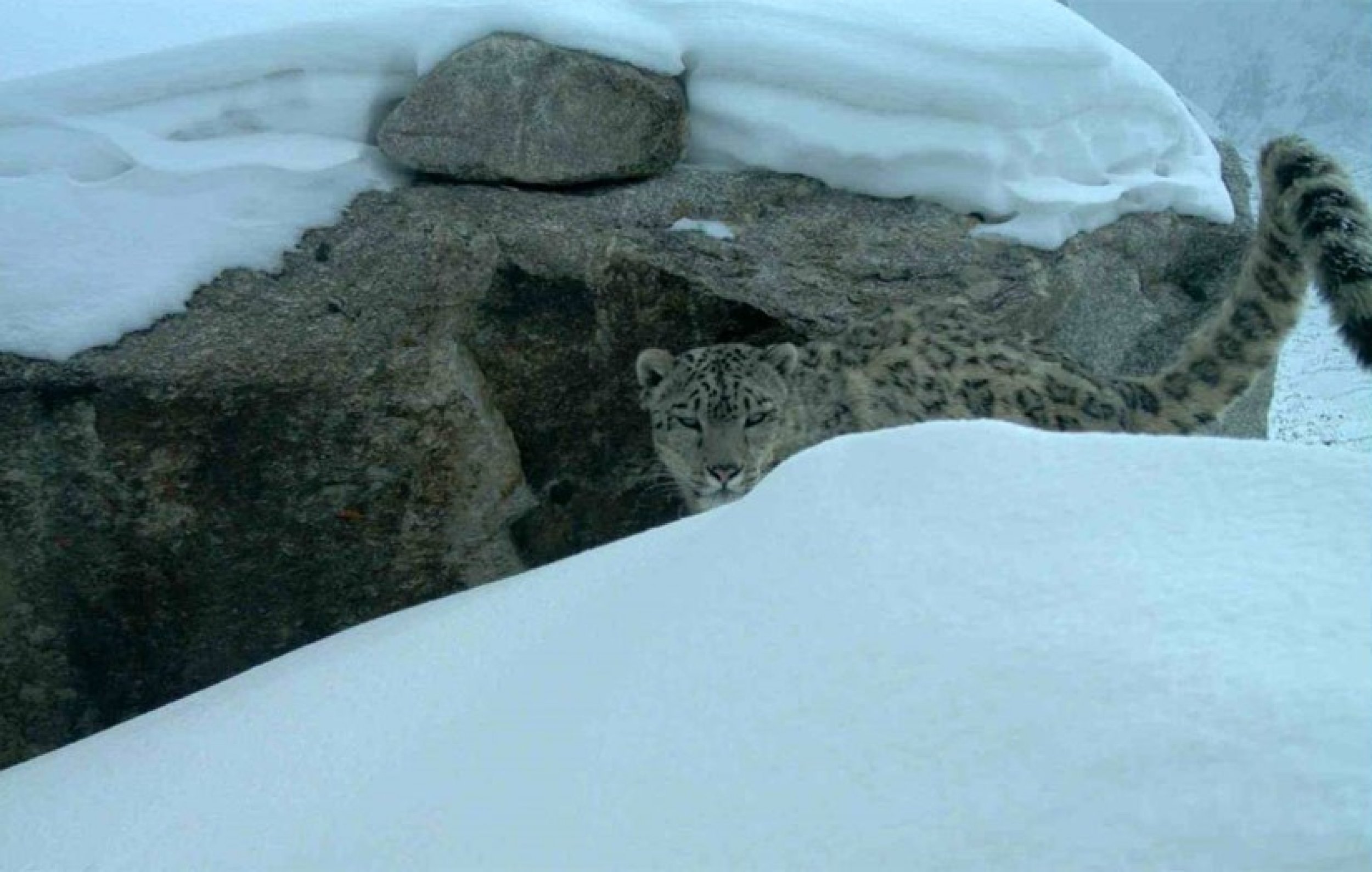 Snow Leopards in Afghanistan