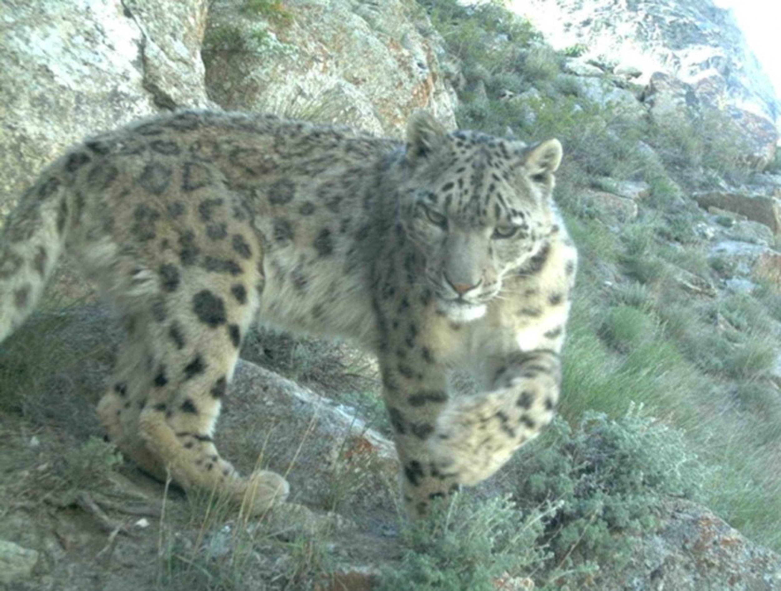 Snow Leopards in Afghanistan
