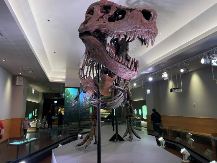 A group of scientists believe that the Tyrannosaurus rex -- like the one seen in this handout from the Field Museum of Natural History -- had lips covering their ferocious fangs