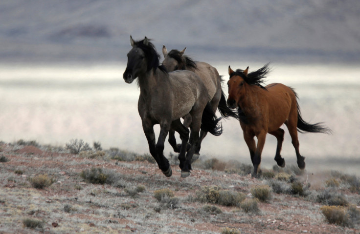 Several wild horses escape the Bureau of Land Management (BLM) gather trap south of Garrison, Utah