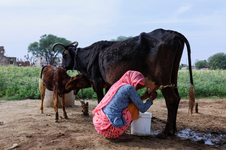 A woman milks a cow at a farm on the outskirts of Jaipur