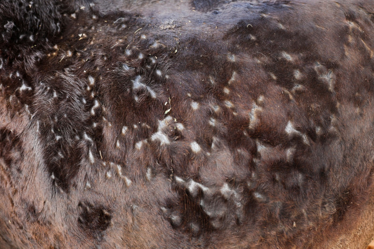 Close up of a cow suffering from lumpy skin disease is seen at a farm on the outskirts of Jaipur