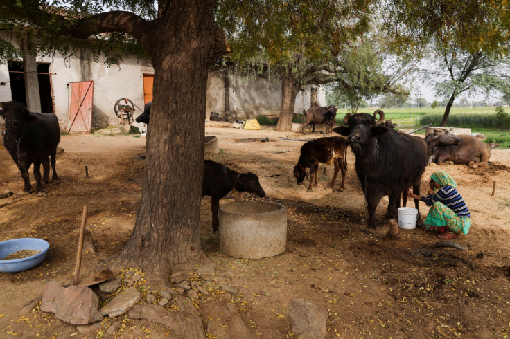 A woman milks a bull at a farm on the outskirts of Jaipur