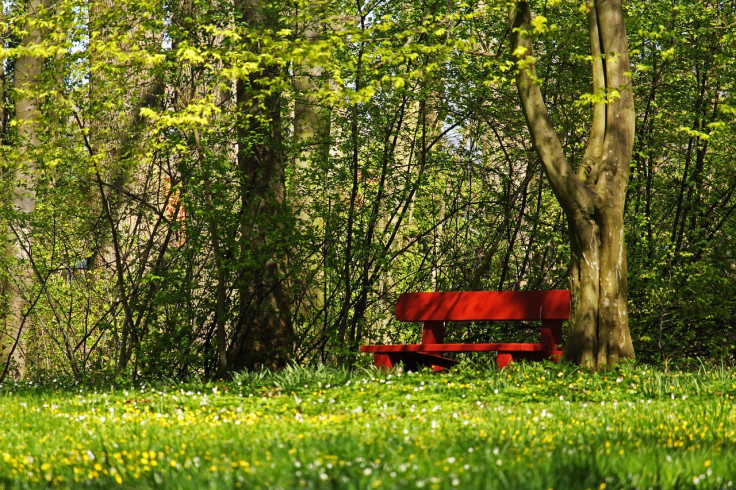 Spring, Nature, Walk, Park Bench, Health, Trees,