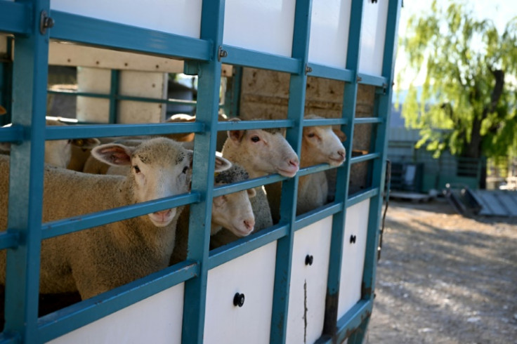 'It's not the happiest time of year' for sheep farmer Guillaume Garcin as lambs are brought for slaughter