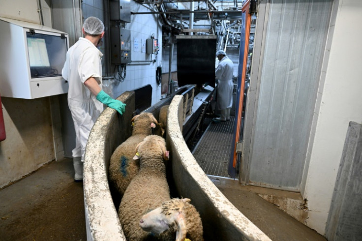 A black sheet keeps the lambs from seeing the slaughtering process ahead