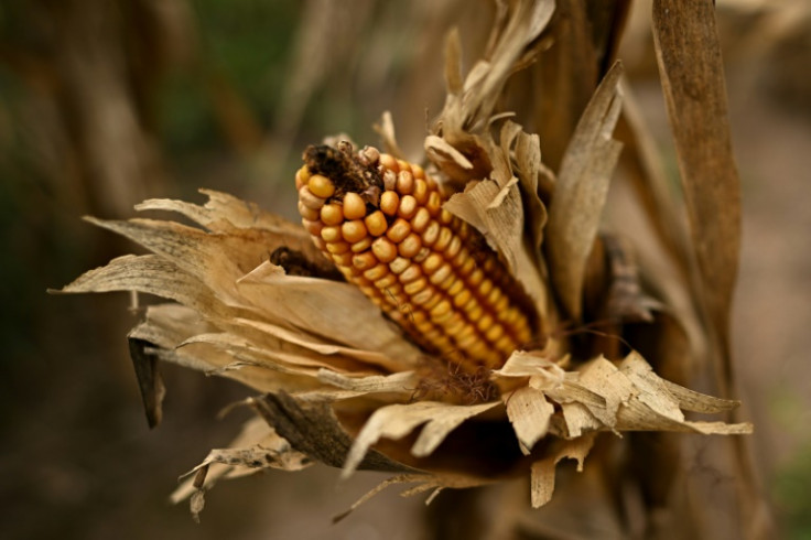 Soil moisture is down to about five percent