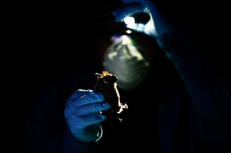 Researcher Omar Garcia works with a bat during an investigation into animal-to-human diseases in Mexico's Yucatan jungle