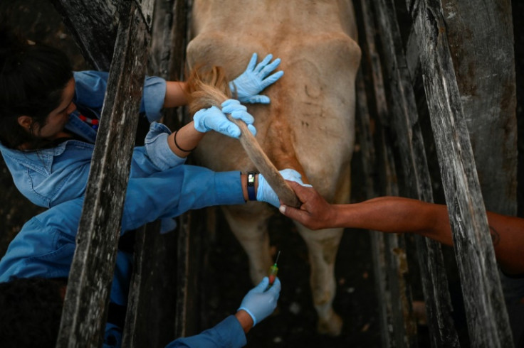 Researchers in Mexico draw blood from a cow as part of their efforts to prevent the next potential pandemic