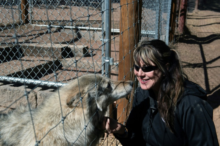 Environmentalists such as Darlene Kobobel, who founded a sanctuary and visitor park called the Colorado Wolf and Wildlife Center, believe it is high time for the wild wolves to return to Colorado