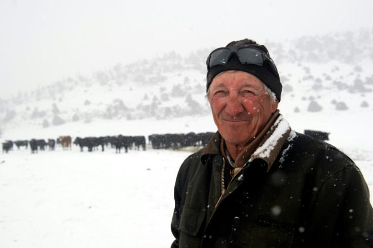 Colorado rancher Don Gittleson says donkeys pose enough threat to wolves looking for an easy kill, that the fearsome predators might take their fangs and claws elsewhere