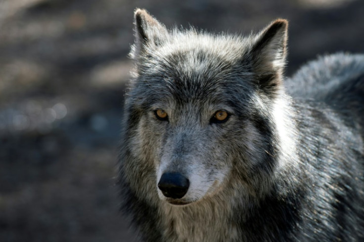 By the mid-20th century, fewer than a thousand gray wolves were left in the contiguous United States -- down from at least a quarter million