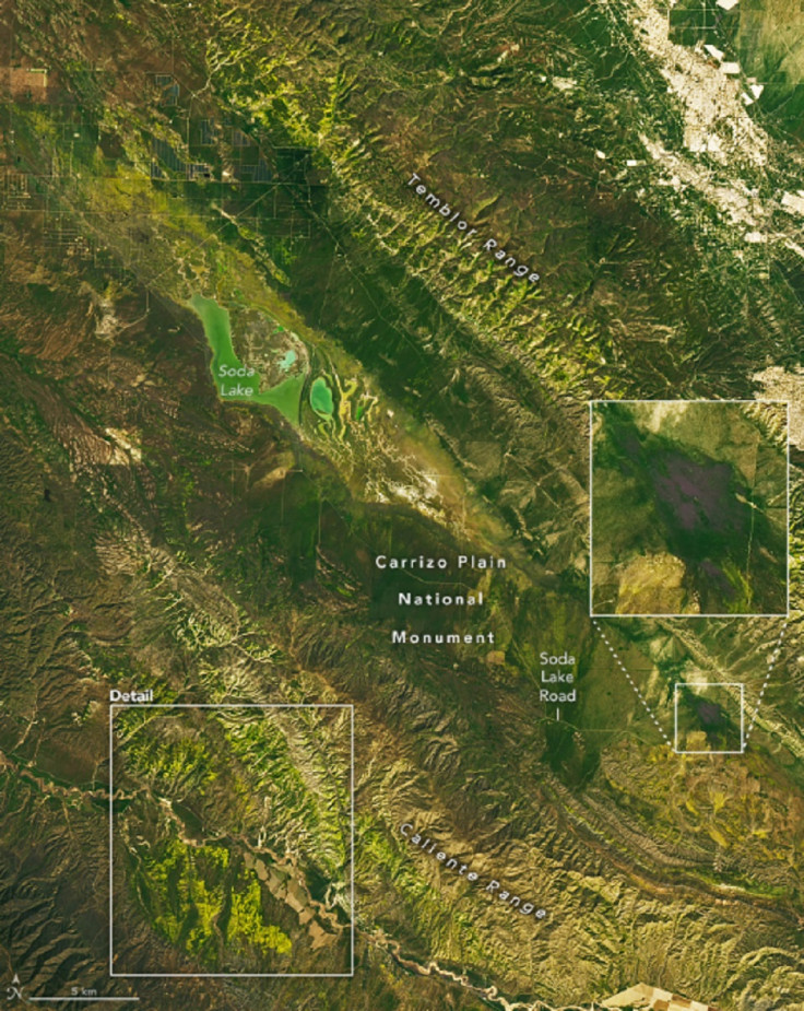 California Wildflowers, Satellite Image, Wildflowers,