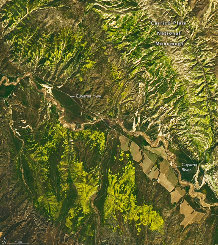 California Wildflowers, Satellite Image, Wildflowers,