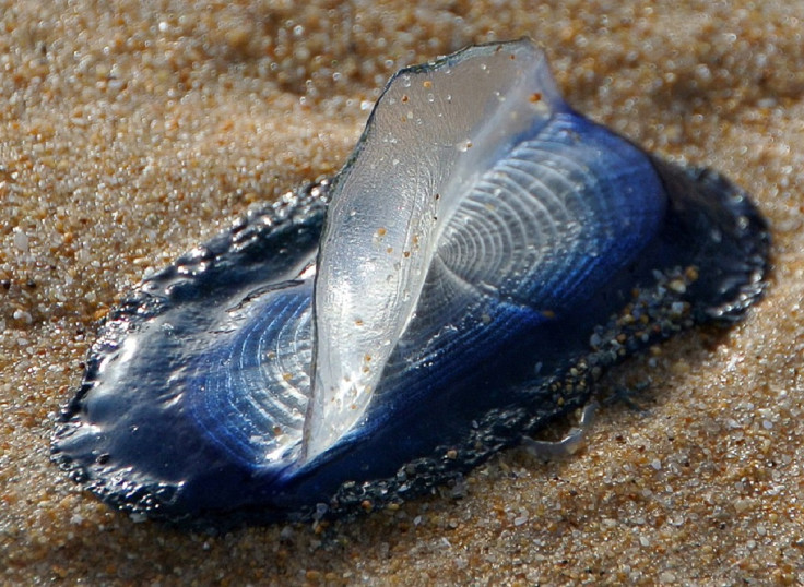 Velella Velella, Blob,cCreature, Animal, Beach, Shore