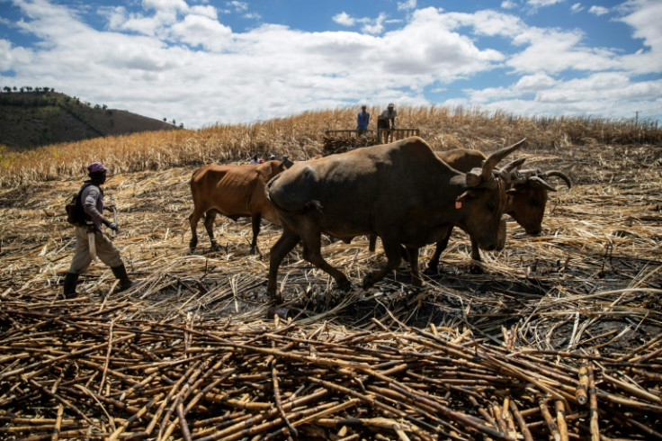 Many undocumented people work in the sugar canefields in the Dominican Republic