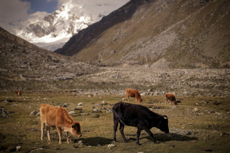 Campaigners say melting glaciers such as Mount Palcajaru pose a flood threat