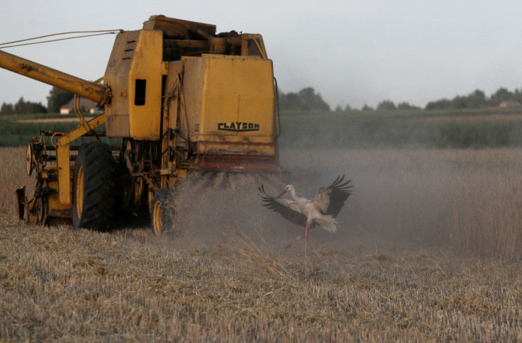 A stork flies as combine harvester reaps grain at a field near Celinowo