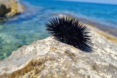 Sea urchin, beach, shore, sea, Creature,