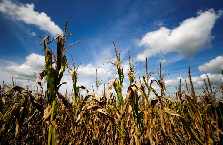 In an Argentine field, green shoots mask scars of drought