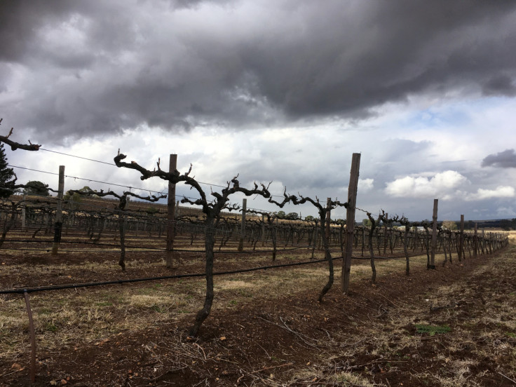 Vines are seen at Petersons vineyards in Hunter Valley