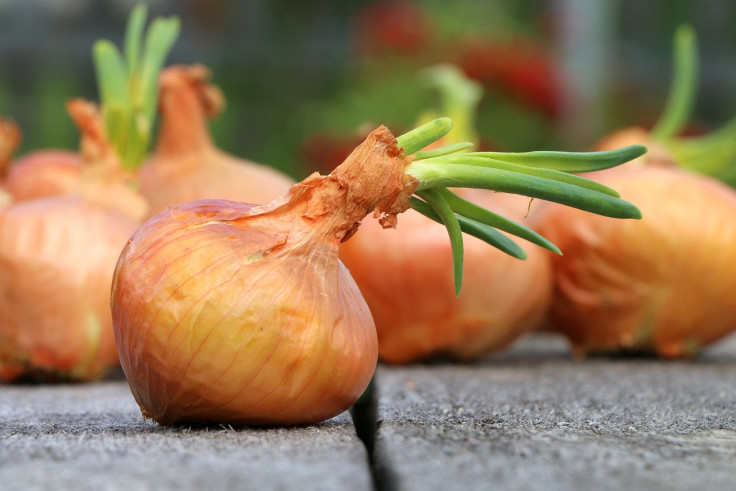 Growing onions