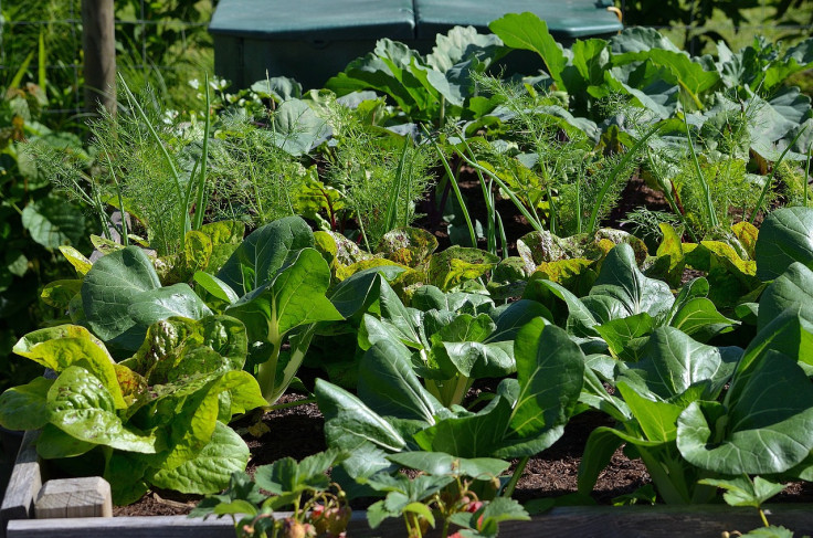 Growing a garden
