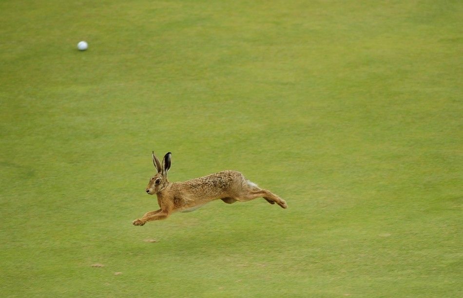 A hare runs across the sixth green during the first round of the British Open golf championship at Royal St Georges in Sandwich