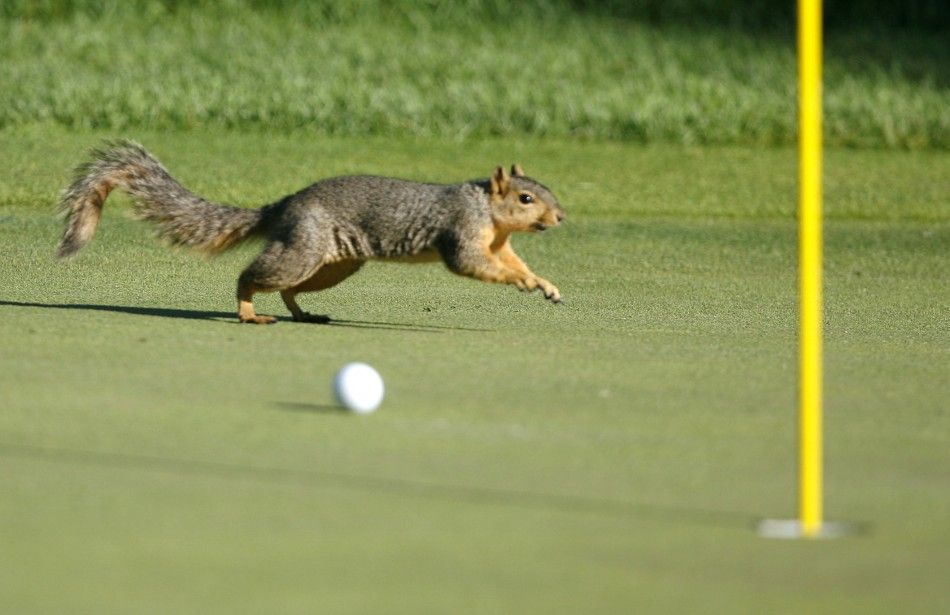 A squirrel runs past Angel Cabreras ball on the 12th green during the second round of the 90th PGA Championship golf tournament at the Oakland Hills Country Club in Bloomfield Township, Michigan.