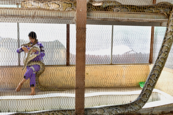 'I love snakes because they are not deceitful,' Shwe Lei told AFP at the snake shelter run by the group