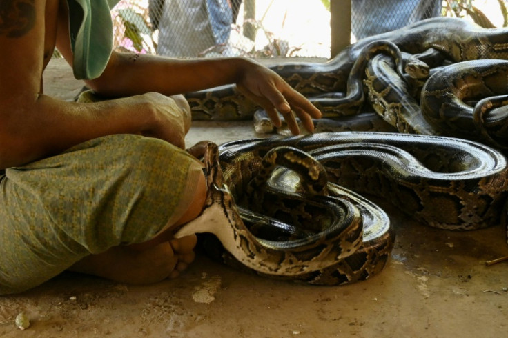 More than 15,000 people were bitten by snakes in Myanmar in 2014, according to the latest available figures from the World Health Organization