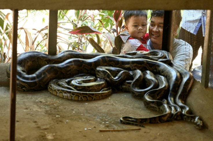 They mostly catch Burmese pythons -- non-venomous snakes that typically grow to around five metres (16 feet) long