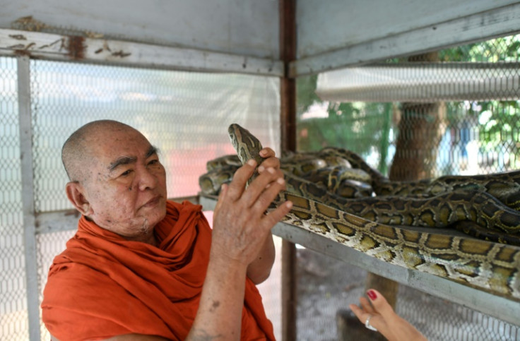 The rescued snakes are kept under observation in a nearby monastery until there are enough of them to justify a journey into the bush to release them
