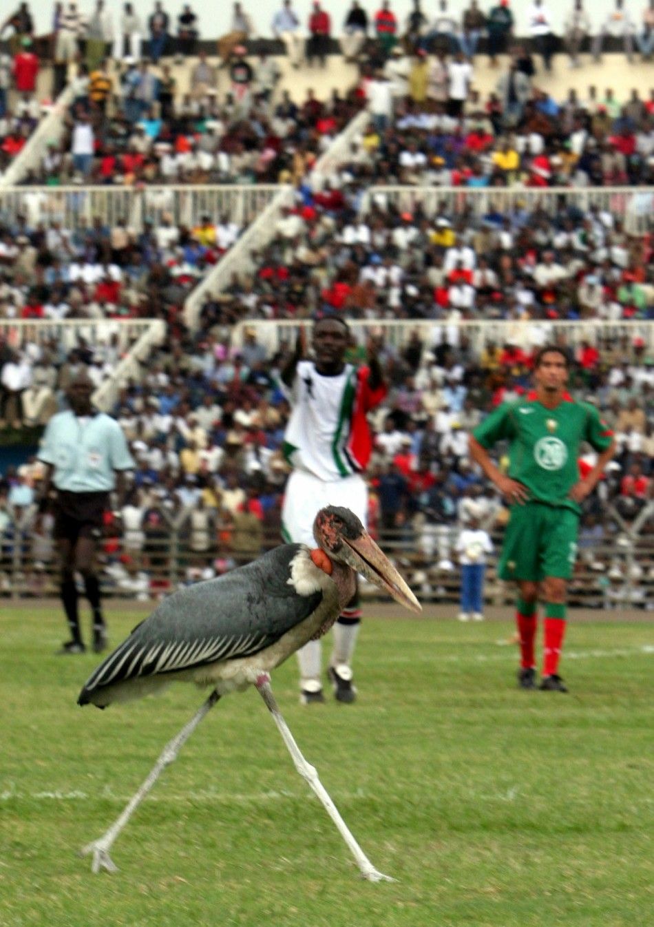 A Marabou stork walks on the soccer pitch and briefly interrupts the Kenya versus Morocco World Cup