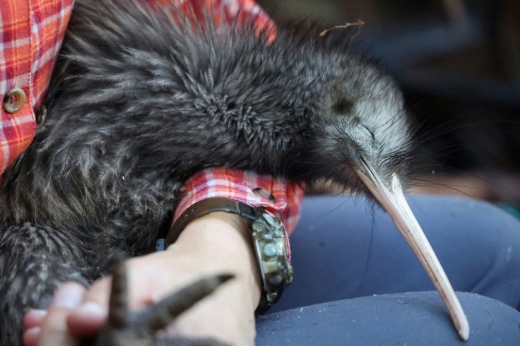 There are only about 70,000 wild kiwi left in New Zealand but numbers are rising thanks to dozens of community initiatives to protect them
